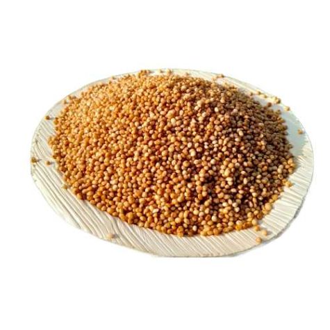 Kodo Millet Gluten Free Light Brown Grains for Food Processing and Healthy Diet Distributor, Wholesaler, Manufacturers, Suppliers, Exporters in Navi Mumbai