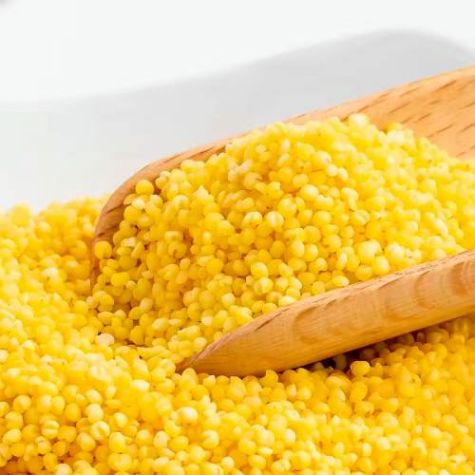 Little Millet Healthy and Nutritious Dried Whole Grain Ideal for Cooking Porridge Distributor, Wholesaler, Manufacturers, Suppliers, Exporters in Togo