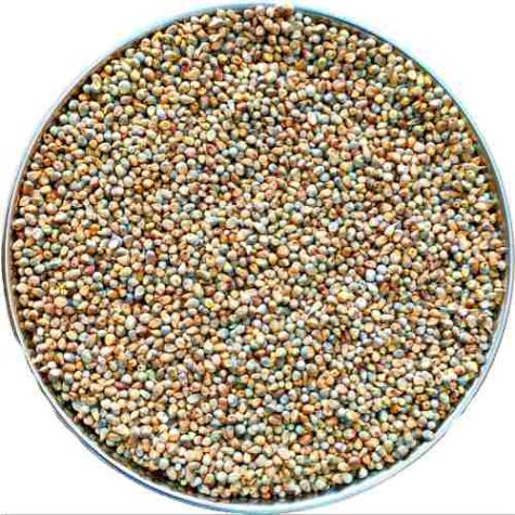 Organic Pearl Millet High Protein Grains for Flour Porridge Snacks and Food Processing Distributor, Wholesaler, Manufacturers, Suppliers, Exporters in Togo
