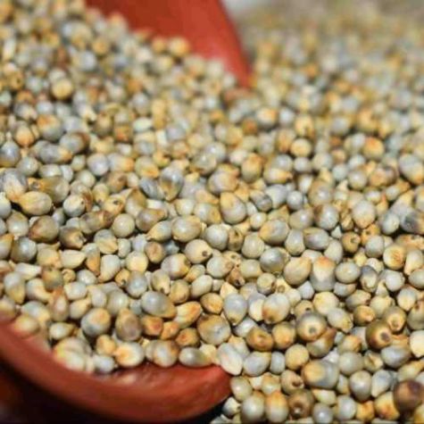 Organic Pearl Millet High Protein Grains for Flour Porridge Snacks and Food Processing Distributor, Wholesaler, Manufacturers, Suppliers, Exporters in Togo