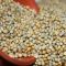 Organic Pearl Millet High Protein Grains for Flour Porridge Snacks and Food Processing Distributor, Wholesaler, Manufacturers, Suppliers, Exporters in Navi Mumbai