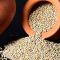 Organic Pearl Millet High Protein Grains for Flour Porridge Snacks and Food Processing Distributor, Wholesaler, Manufacturers, Suppliers, Exporters in Navi Mumbai