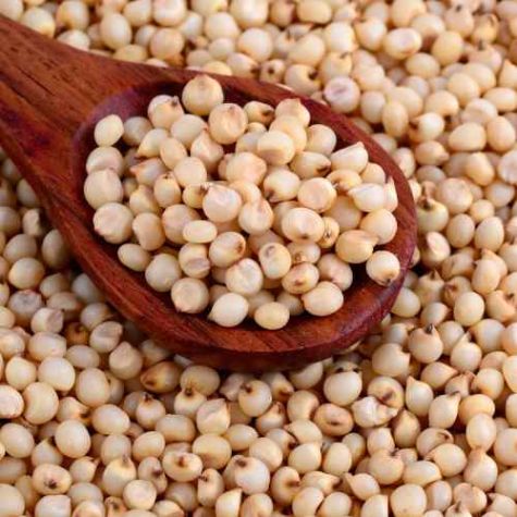 Whole Grain Sorghum Millet in Natural Brown Color for Healthy Diet and Recipes Distributor, Wholesaler, Manufacturers, Suppliers, Exporters in Navi Mumbai