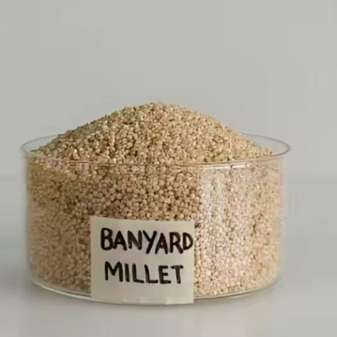 High Nutrition Barnyard Millet Naturally Gluten Free and Dried for Versatile Food Applications Distributor, Wholesaler, Manufacturers, Suppliers, Exporters in Navi Mumbai