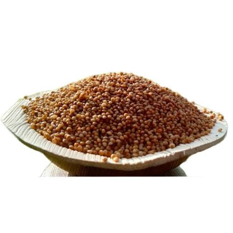 Kodo Millet Gluten Free Light Brown Grains for Food Processing and Healthy Diet Distributor, Wholesaler, Manufacturers, Suppliers, Exporters in Navi Mumbai