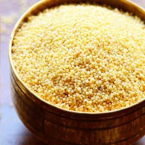 Light Yellow Kangni Millet Grains with High Protein Content for Nutritious Food Applications Distributor, Wholesaler, Manufacturers, Suppliers, Exporters in Navi Mumbai